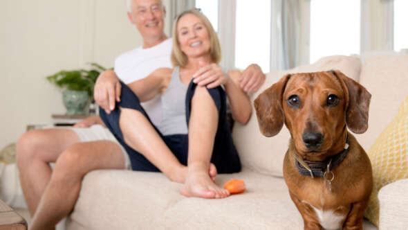 Pets go free offer
