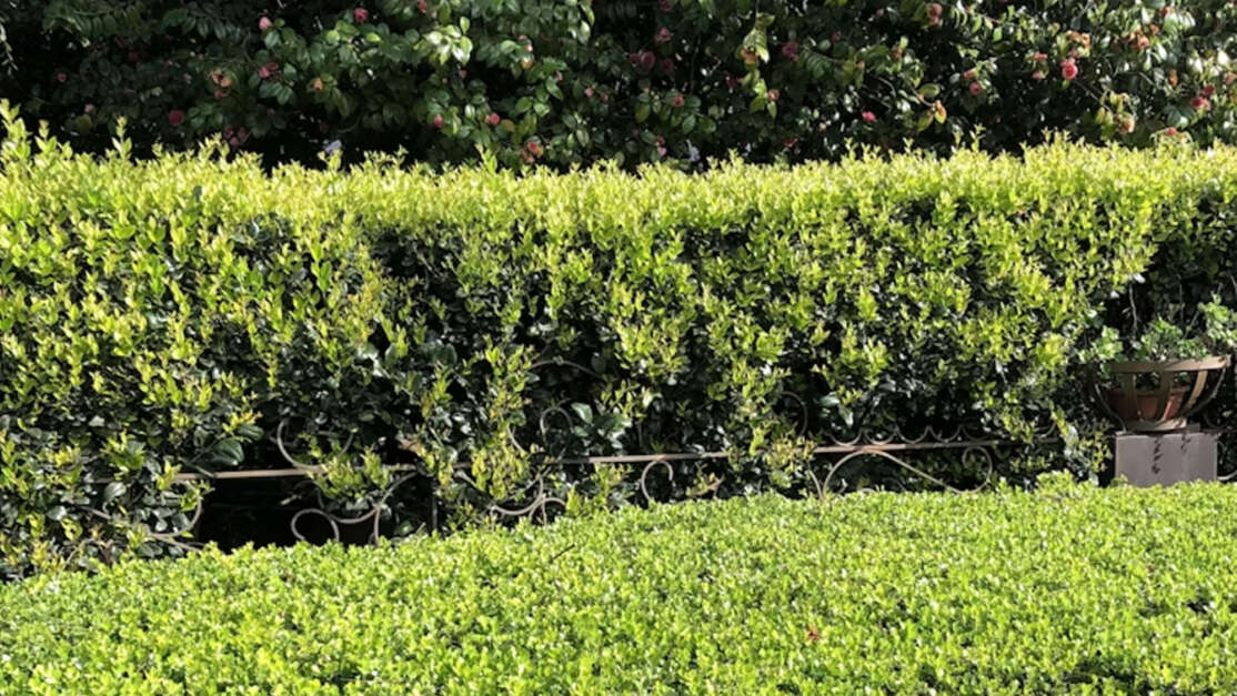 Hedge wilksworth
